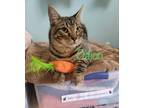 Adopt Odion a Domestic Shorthair / Mixed (short coat) cat in El Dorado