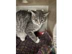 Adopt Ashley a Domestic Shorthair cat in Roanoke, VA (38286213)