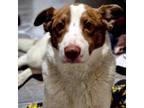 Adopt Nora a Australian Shepherd