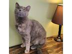 Adopt Zena a Dilute Calico