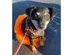 Adopt Tillie diabetic girl Sponsored Fee a Beagle