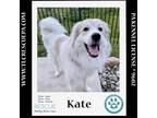Adopt Kate 012724 a Great Pyrenees