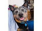 Adopt Blueberry a Australian Cattle Dog / Blue Heeler