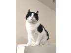 Adopt Stella a Domestic Short Hair, Tuxedo