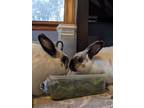 Adopt Bon Bon, Floppers and Oreo! a Mini Rex, Bunny Rabbit
