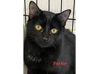 Adopt Parker a Domestic Short Hair