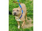 Adopt Honey a American Staffordshire Terrier