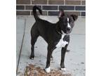 Adopt Harley a Pit Bull Terrier, Shepherd