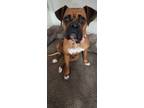 Adopt Bella a Boxer