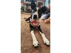 Adopt NiCollie $450 a Border Collie