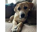 Adopt Pocus a Mountain Cur