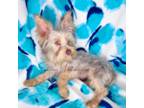 Yorkshire Terrier Puppy for sale in Somers, CT, USA
