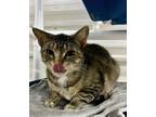 Adopt Honey a Domestic Short Hair