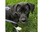 Adopt Stella a Black Labrador Retriever, Hound