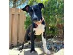 Adopt Vera a Black Labrador Retriever, Pit Bull Terrier