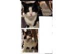 Adopt Betty and Wilma a Domestic Short Hair