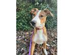 Adopt Zoey a Mixed Breed