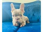 French Bulldog PUPPY FOR SALE ADN-751652 - NEW SHADE ISABELLA COLOR
