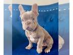 French Bulldog PUPPY FOR SALE ADN-751657 - NEW SHADE ISABELLA COLOR