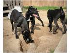 Cane Corso PUPPY FOR SALE ADN-751574 - Solid black Corsos