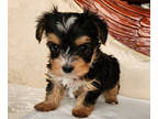 Yorkshire Terrier PUPPY FOR SALE ADN-751250 - Litter of 10 boys and girls
