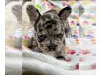 French Bulldog PUPPY FOR SALE ADN-751229 - French Bulldog Puppies