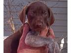 German Shorthaired Pointer PUPPY FOR SALE ADN-751542 - Five beautiful GSP pups