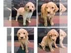 Goldendoodle PUPPY FOR SALE ADN-751264 - Beautiful f1b Standard Goldendoodles