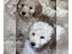 Goldendoodle PUPPY FOR SALE ADN-751237 - Doodle pups