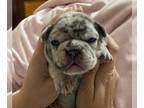 French Bulldog PUPPY FOR SALE ADN-751405 - Three male frenchies