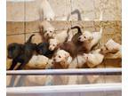 Labrador Retriever PUPPY FOR SALE ADN-751494 - Labs AKC