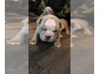 Campeiro Bulldog PUPPY FOR SALE ADN-751258 - Beautiful Bully Babies