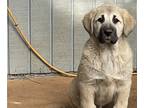 Anatolian Shepherd-Great Pyrenees Mix PUPPY FOR SALE ADN-751515 - Guardian Dog