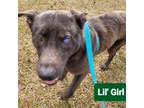 Adopt Lil' Girl a Mixed Breed
