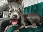 Adopt Abby a American Staffordshire Terrier, American Bully