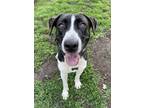 Adopt Marlo a German Shepherd Dog, Pointer