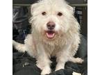 Adopt Dolly a West Highland White Terrier / Westie, Poodle