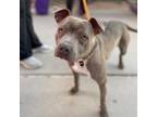 Adopt Blippi* a Pit Bull Terrier, Mixed Breed