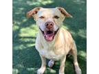 Adopt Wilma a Labrador Retriever, Mixed Breed