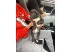 Adopt 54979000 a Labrador Retriever, Mixed Breed