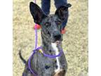 Adopt Tiffany* a Greyhound, Mixed Breed