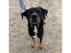 Adopt Samantha* a Rottweiler, Mixed Breed