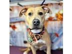 Adopt Lil' Kim* a Pit Bull Terrier, Mixed Breed