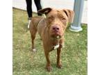 Adopt Chocolatte a Pit Bull Terrier, Mixed Breed