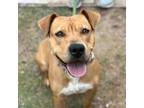 Adopt Ezra a Pit Bull Terrier, Mixed Breed