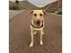 Adopt Boo* a Labrador Retriever, Mixed Breed