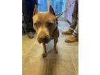 Adopt 55161375 a Pit Bull Terrier, Mixed Breed