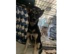 Adopt 54867983 a German Shepherd Dog, Mixed Breed