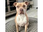 Adopt Nala a Pit Bull Terrier, Mixed Breed