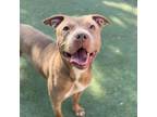 Adopt Ruby Rose a Pit Bull Terrier, Mixed Breed